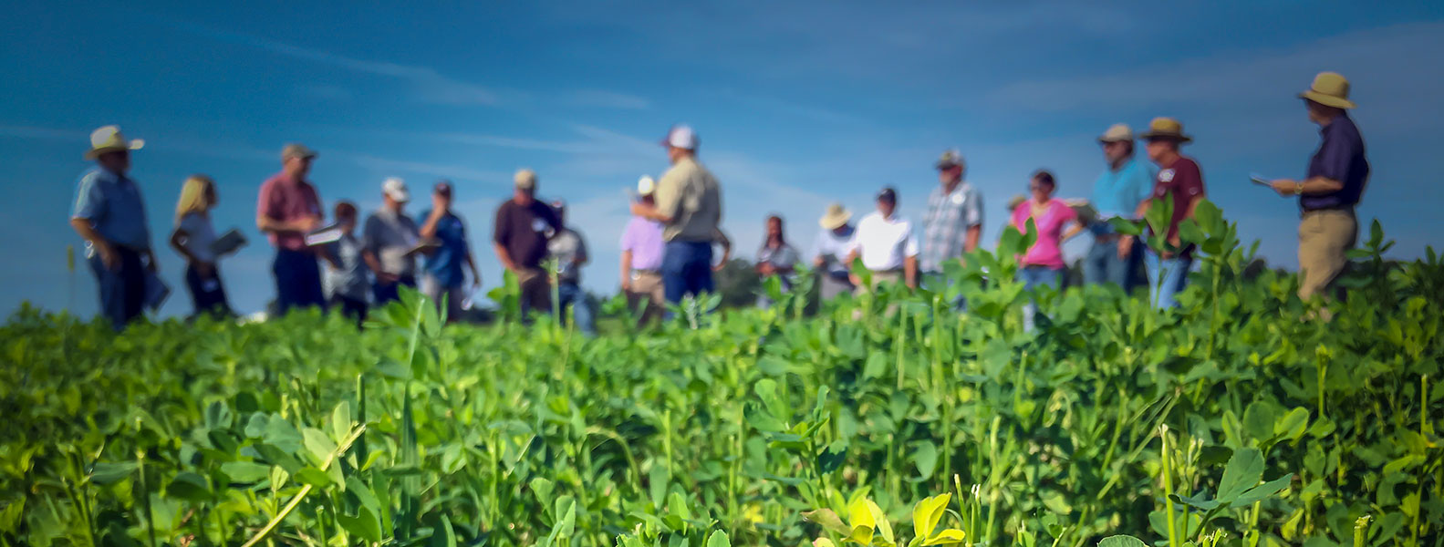 Agricutural Education, Leadership, and Communications