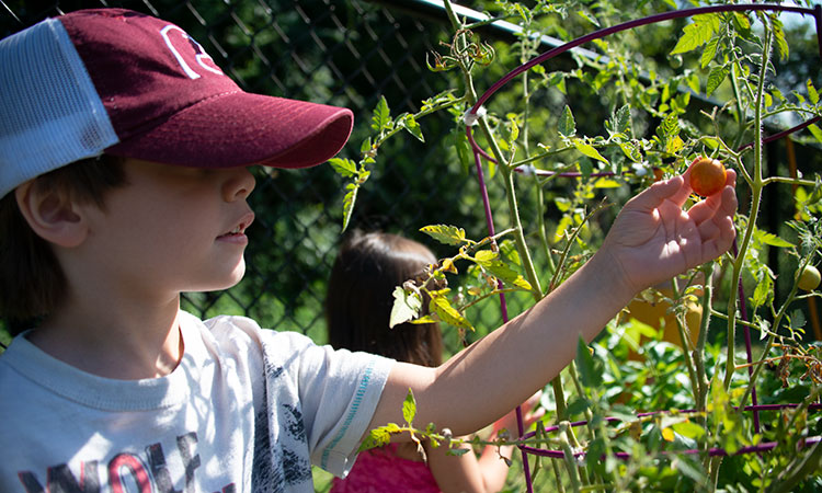 Student picking vegetables
